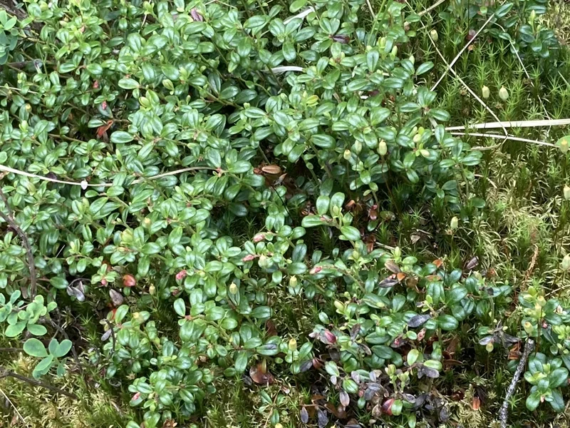 Lingonberry