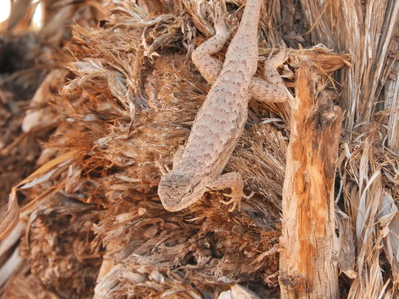 Plateau Fence Lizard