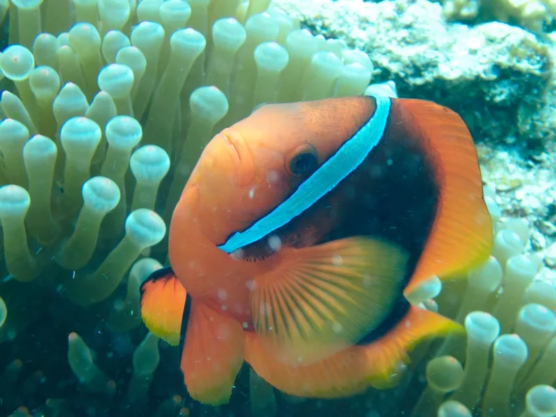 Tomato Clownfish
