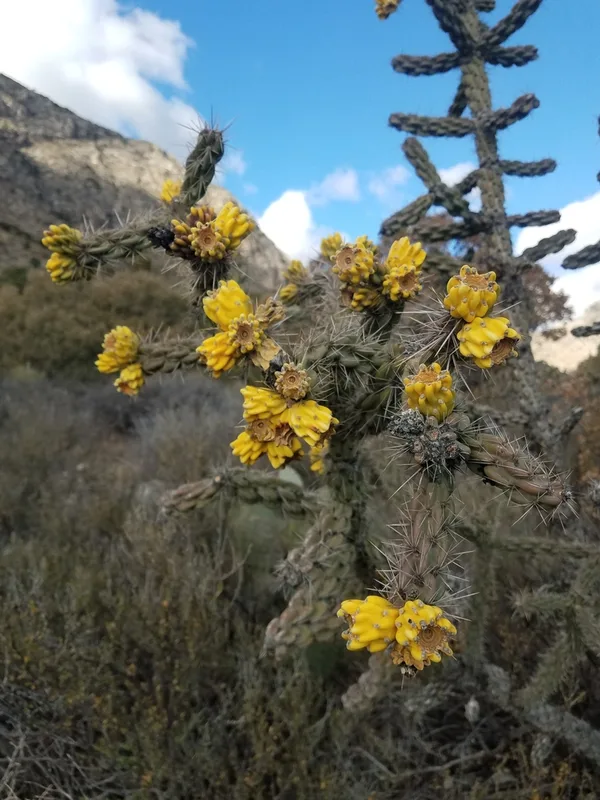 tree cholla