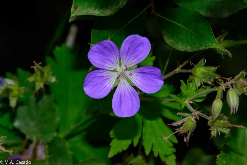 wood crane's-bill