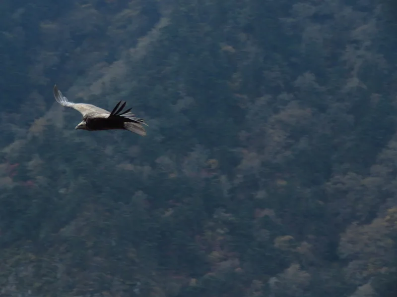 Himalayan Griffon