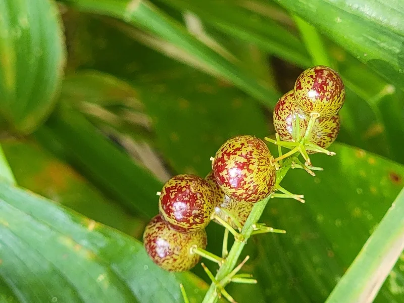 Western Lily of the Valley