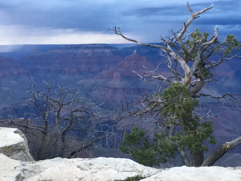 Colorado Pinyon