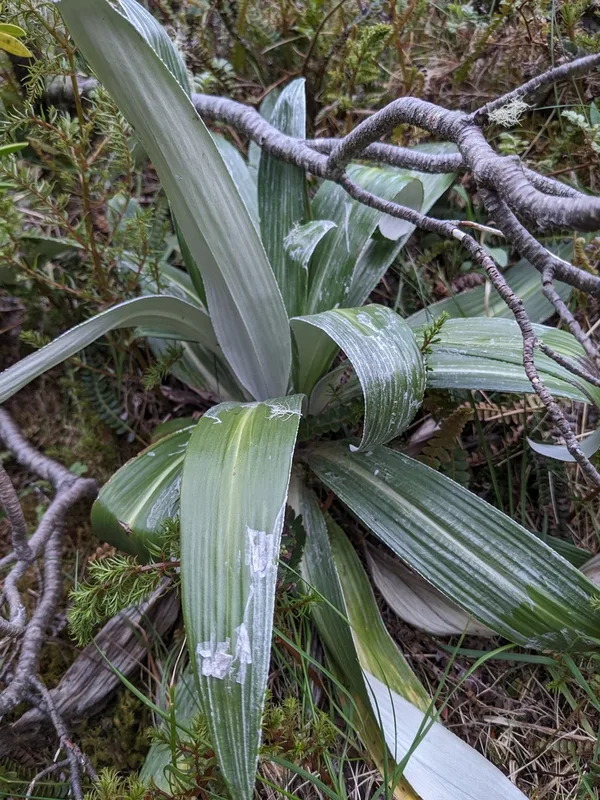 Large Mountain Daisy