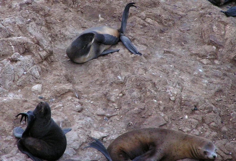 Northern Fur Seal