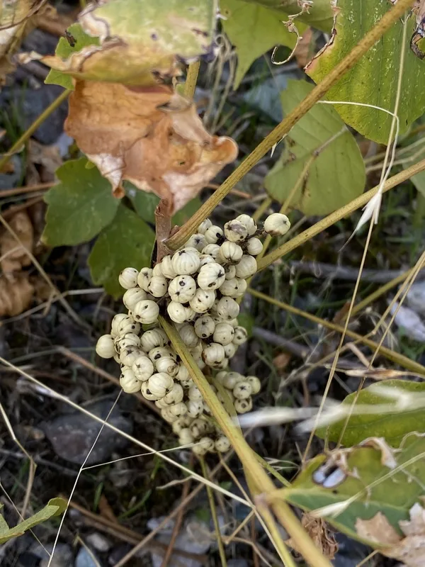 western poison ivy