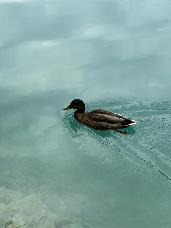 Mallard