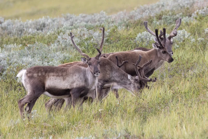 Caribou