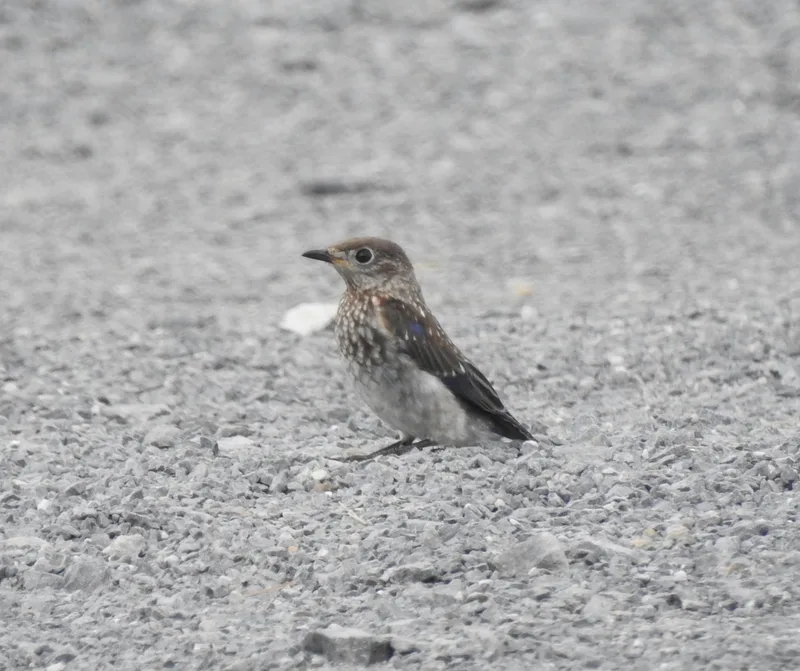 Eastern Bluebird