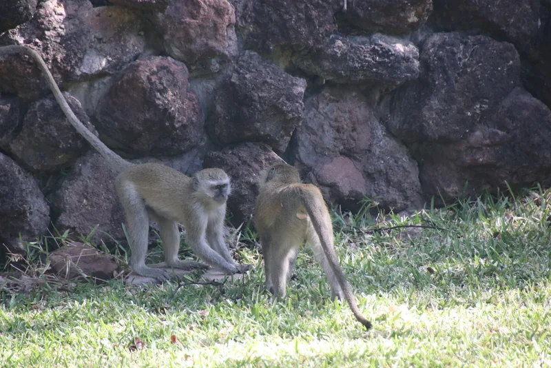 Vervet Monkey