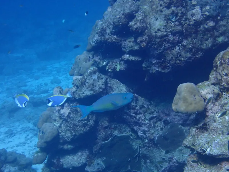 Redlip Parrotfish