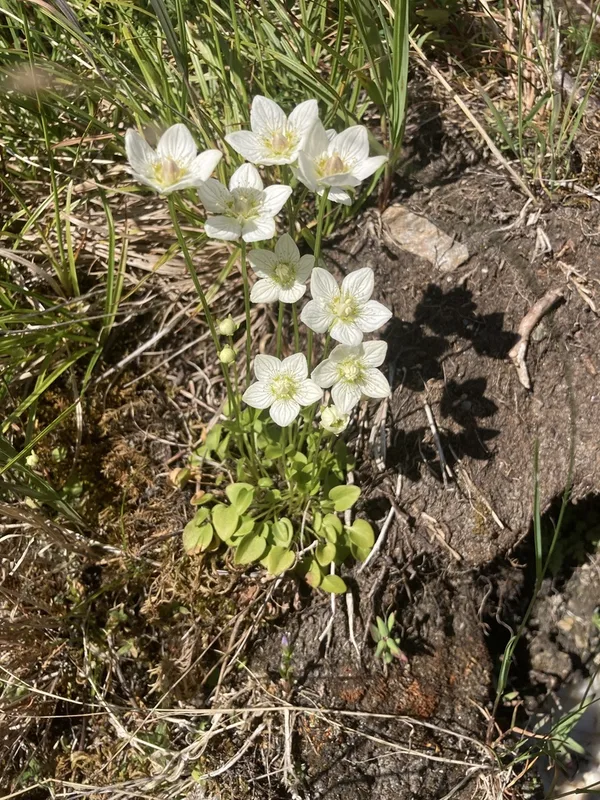 marsh grass-of-Parnassus