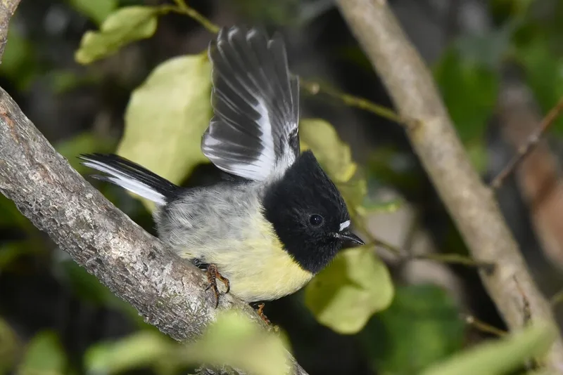 Tomtit