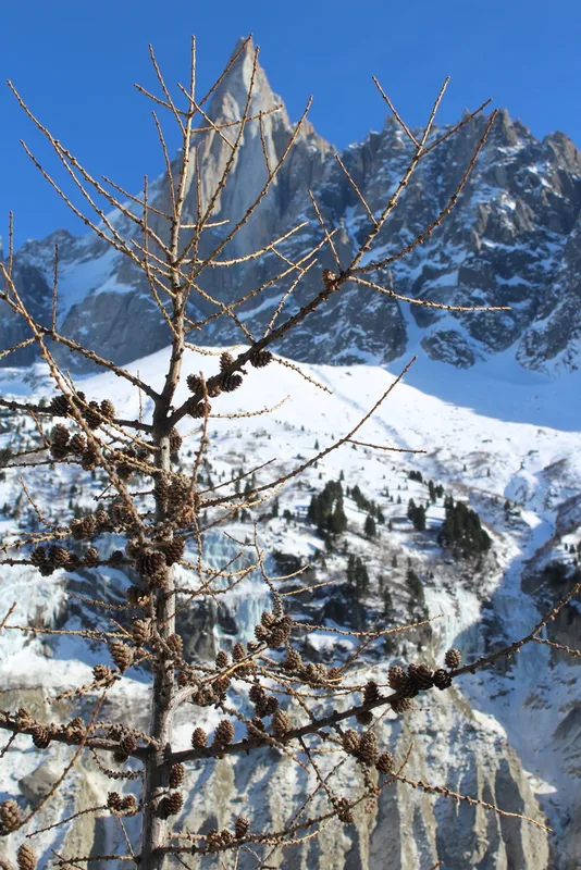 European larch