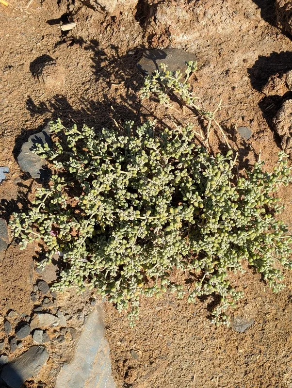 Tetraena gaetula
