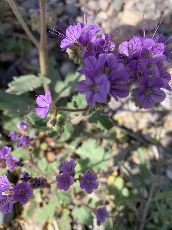 Notch-leaf Scorpionweed