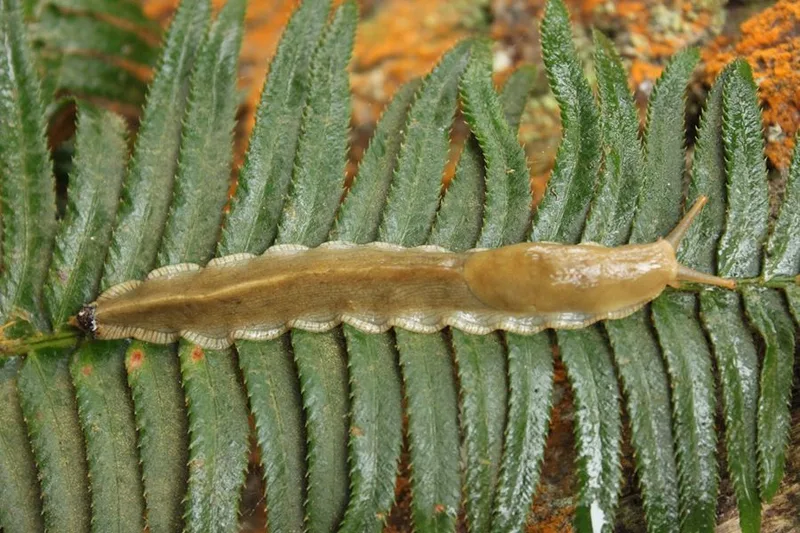 Pacific Banana Slug