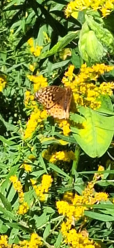 Great Spangled Fritillary