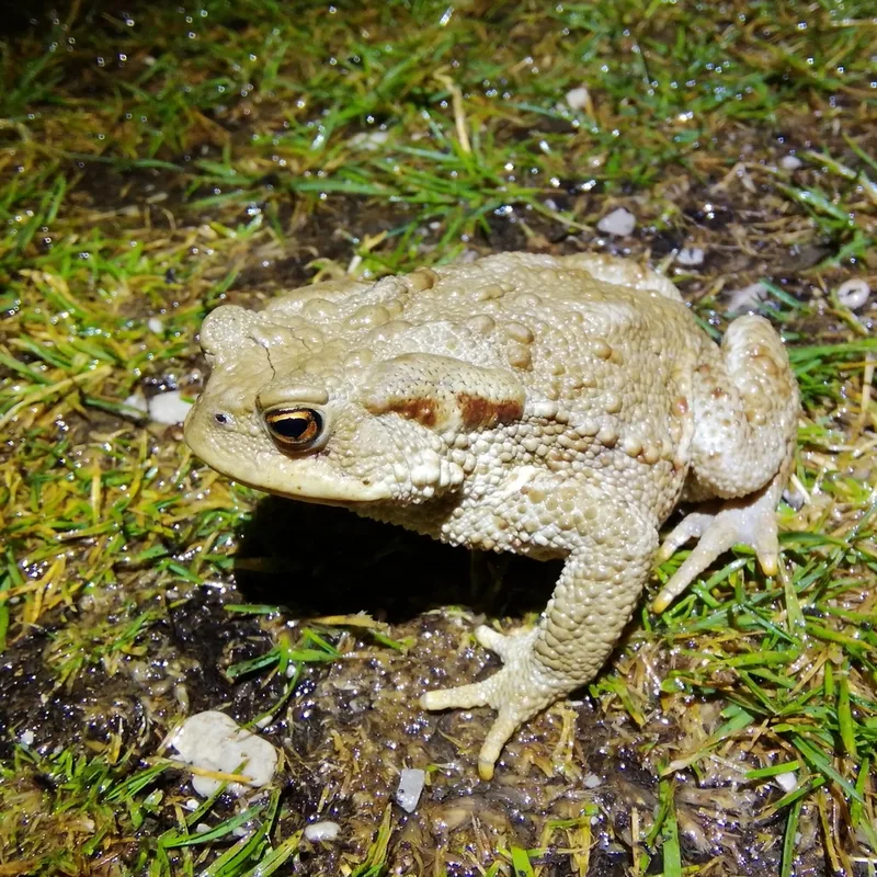 European Toad