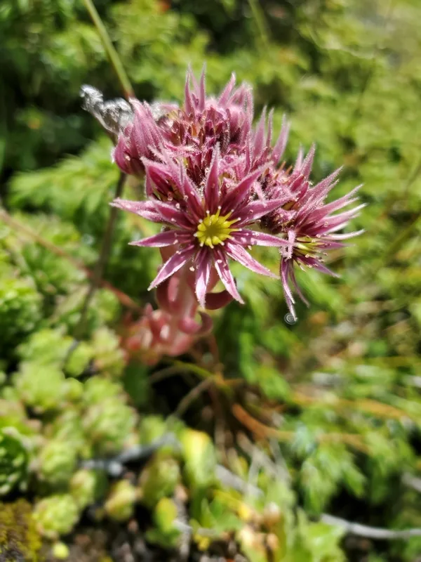 Mountain Houseleek