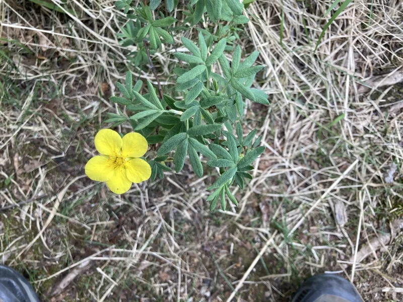 shrubby cinquefoil