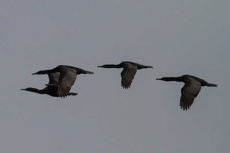 Brandt's Cormorant
