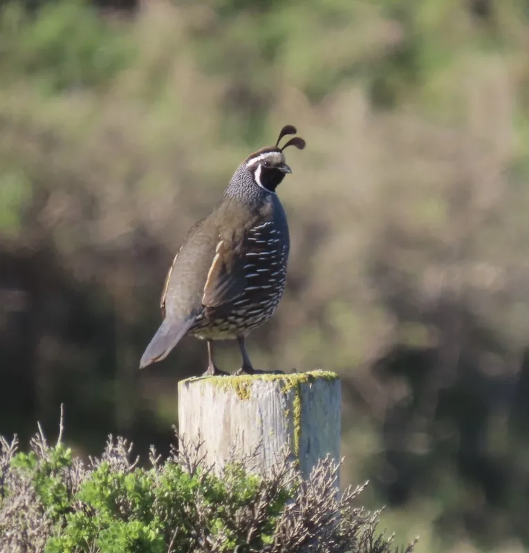California Quail