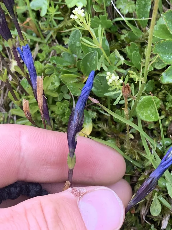 Bavarian gentian