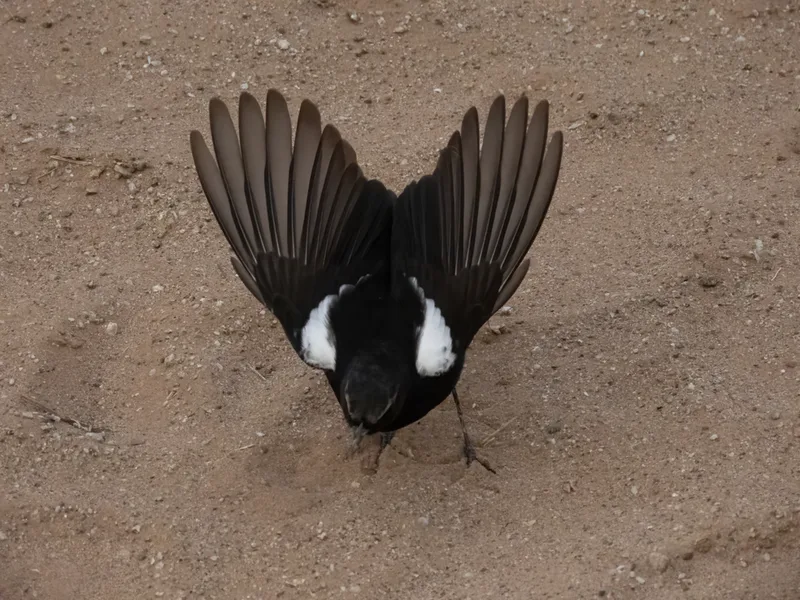 Mountain Chat