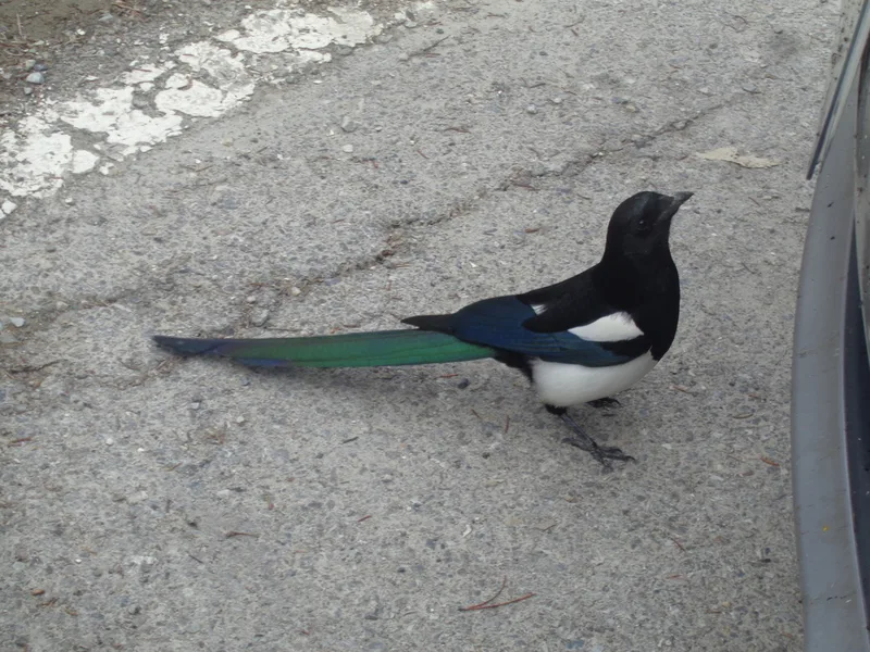 Black-billed Magpie