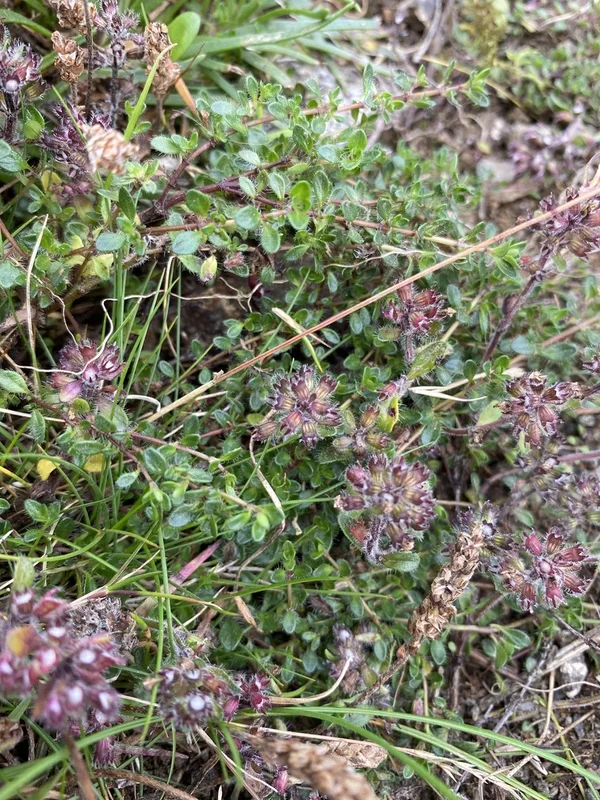 Mother of Thyme