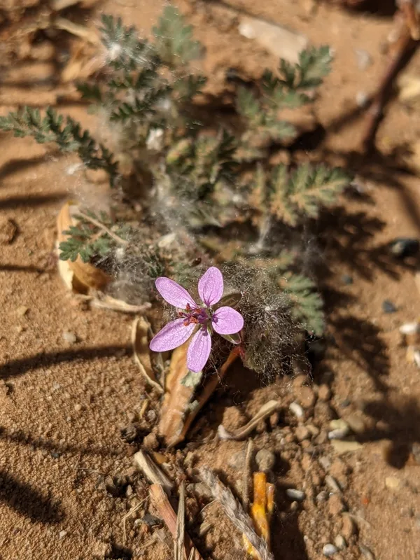 Redstem Stork's-bill