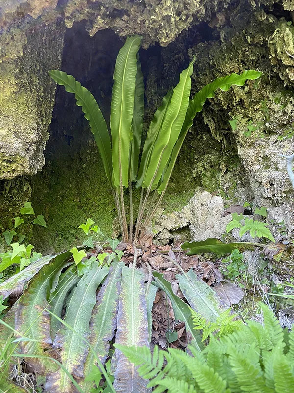 Hart's-tongue fern