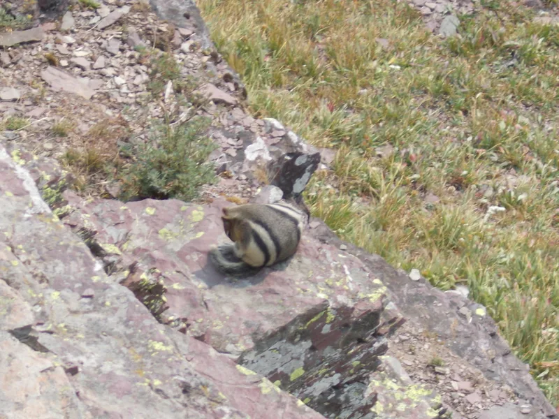 Common Golden-mantled Ground Squirrel