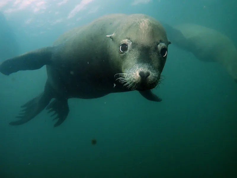 California Sea Lion