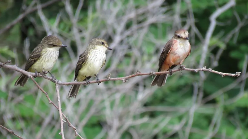 Vermilion Flycatcher