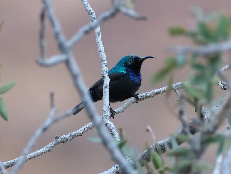 Palestine Sunbird