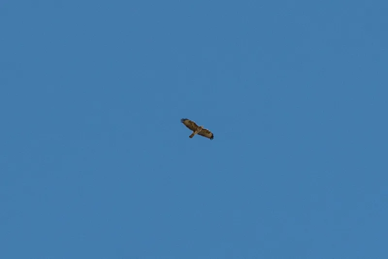 Long-legged Buzzard