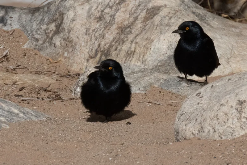 Pale-winged Starling
