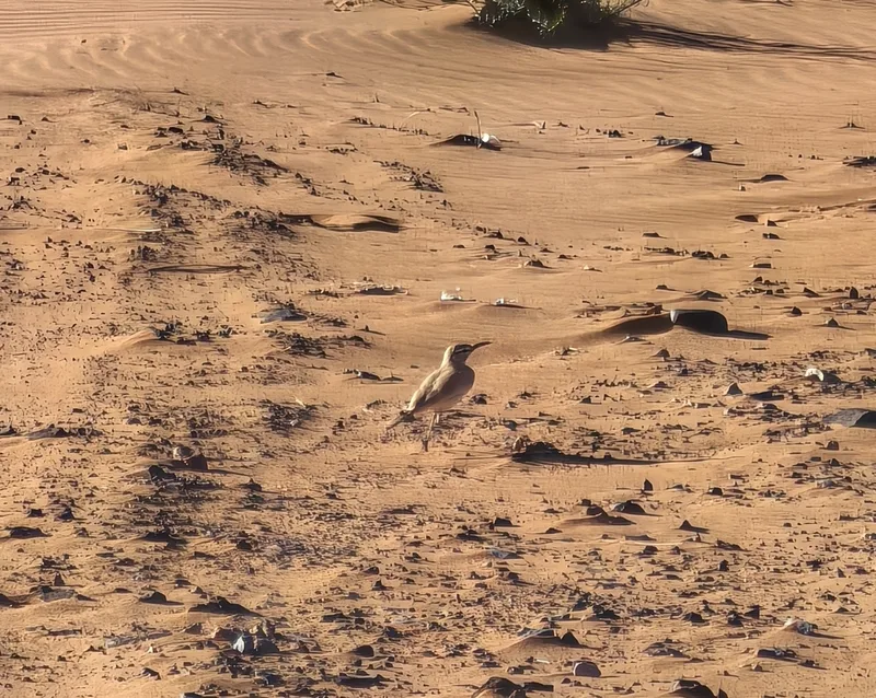 Greater Hoopoe-Lark