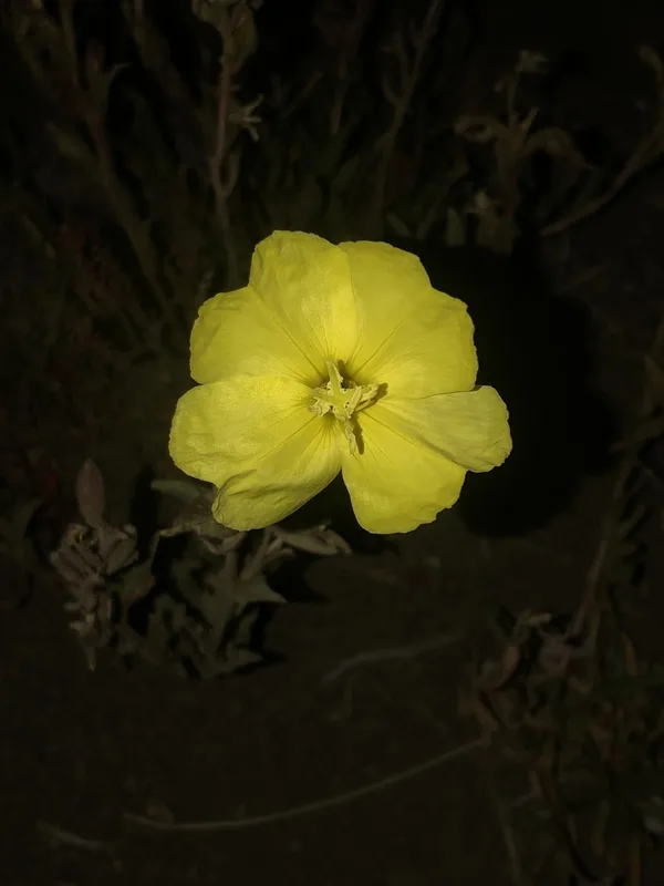 fragrant evening-primrose