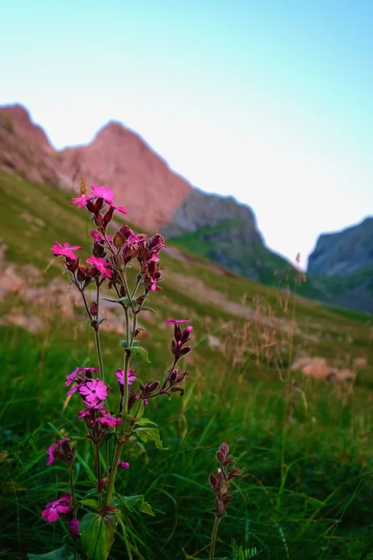 red campion