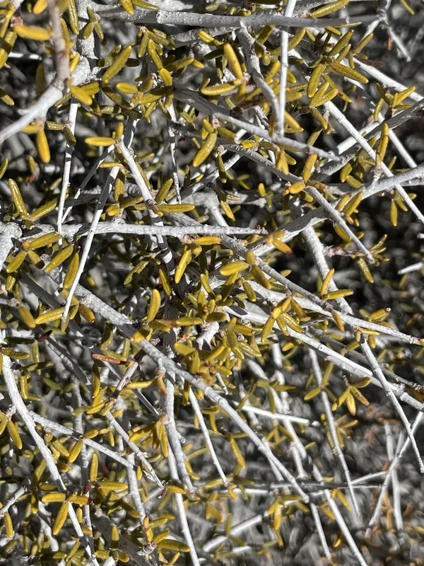 Littleleaf Mountain Mahogany