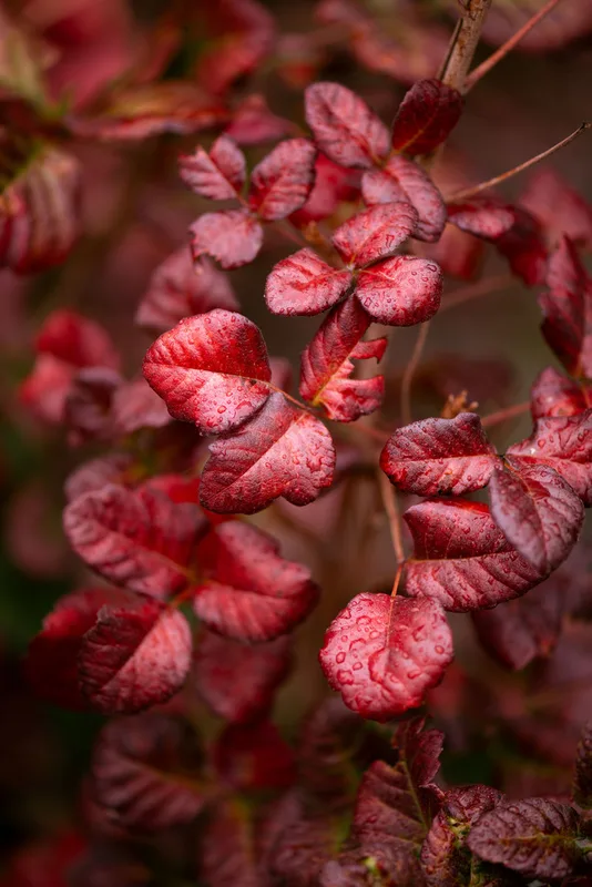 Pacific poison oak