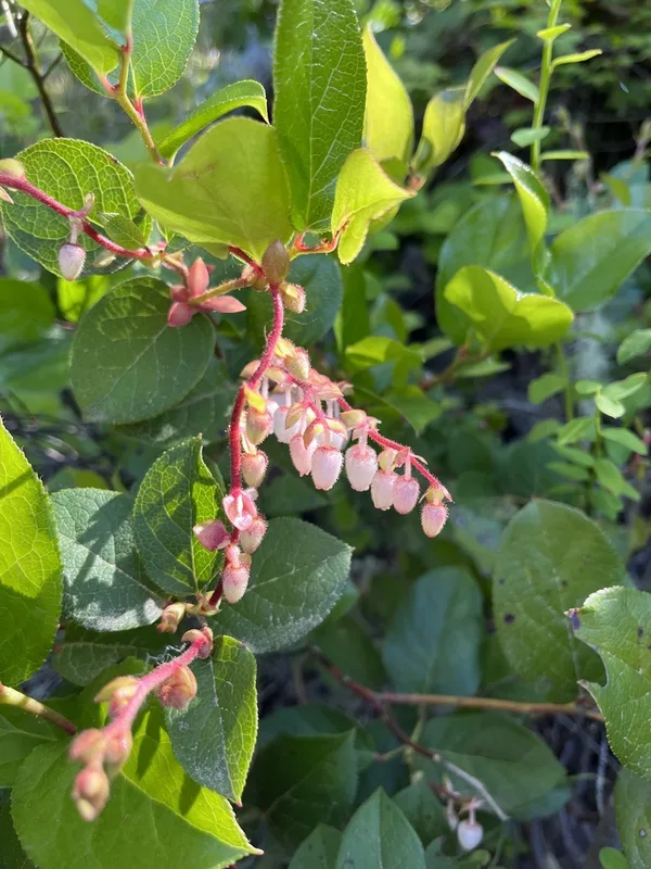 salal