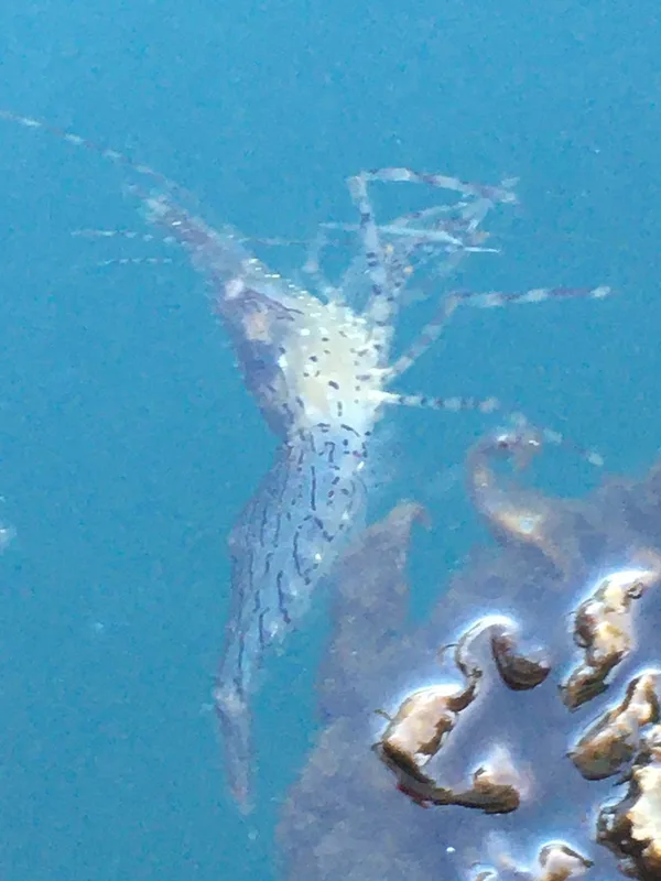Dock Shrimp