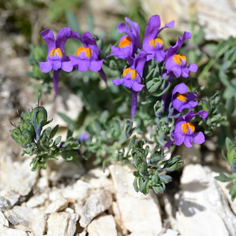 Alpine Toadflax