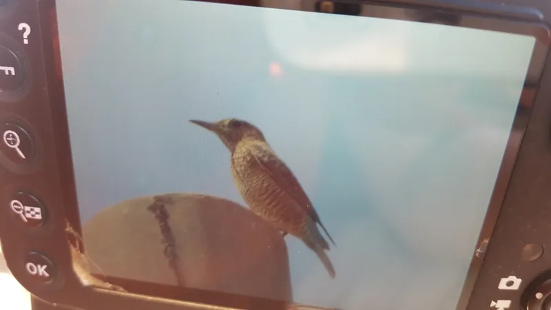 Blue Rock-Thrush