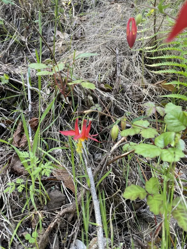 western columbine